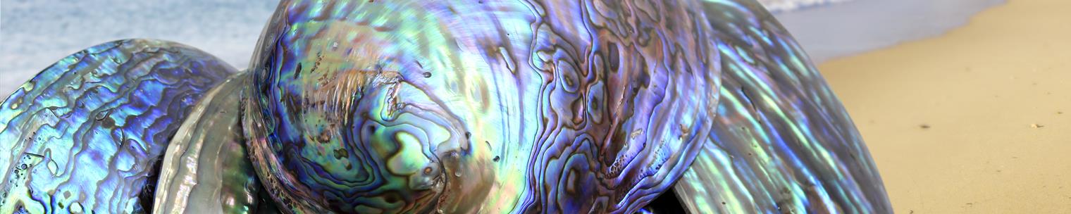 Natural Paua Shell