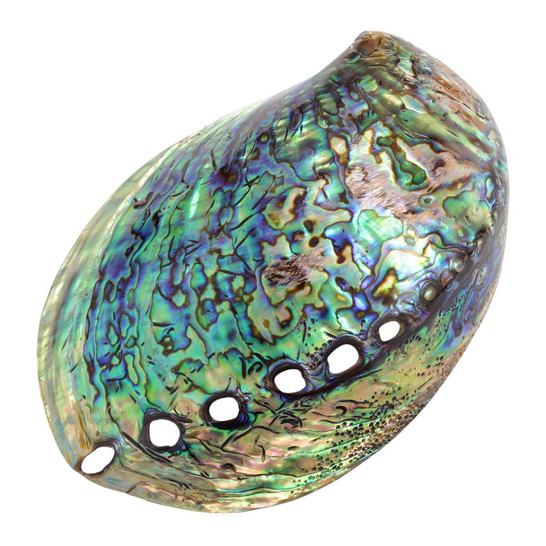 Real Paua shell