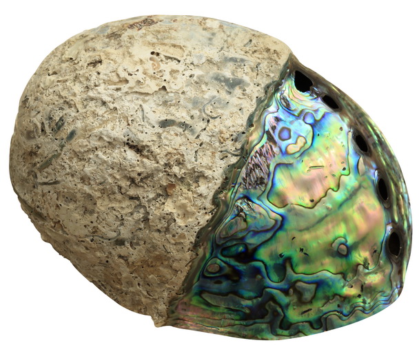 Half polished real Paua shell