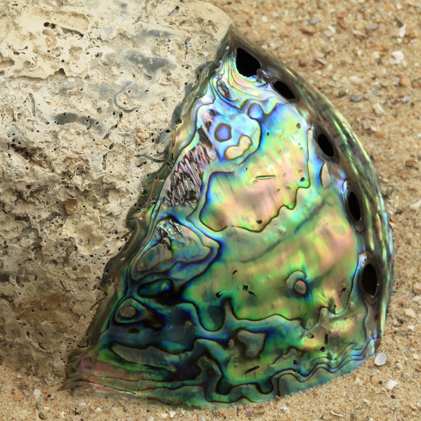 Half polished real Paua shell