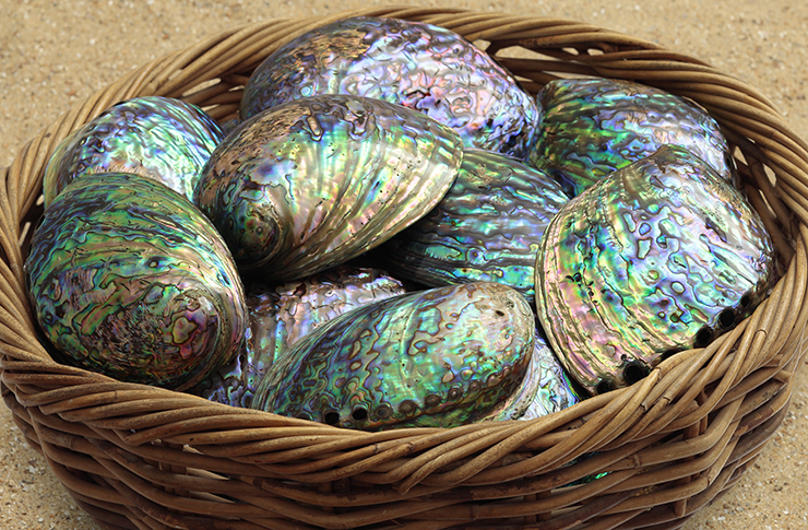 Basket of polished shells