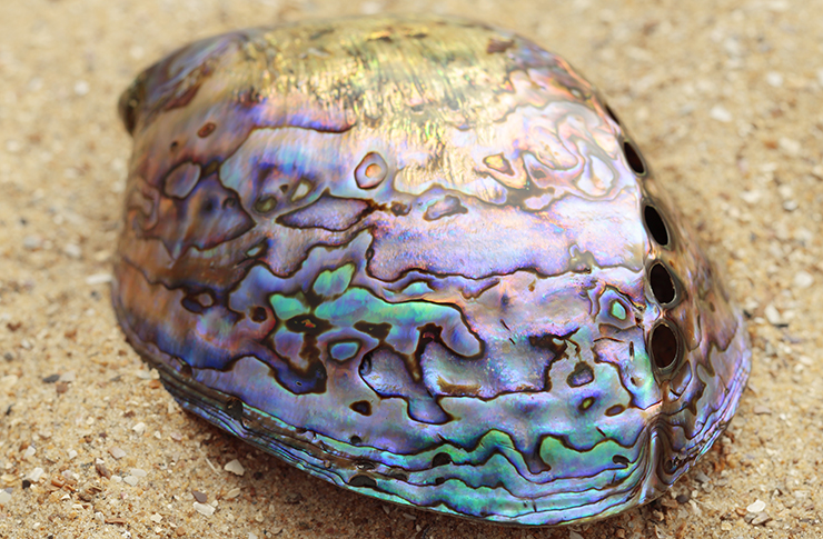 Lilac shell