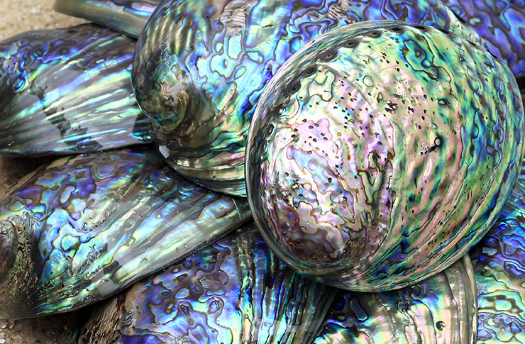 Paua shells