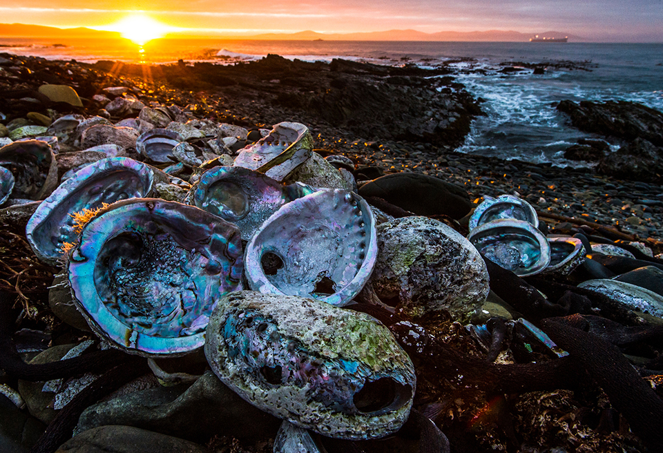 Wholesale Paua shell Jewellery shell on beach