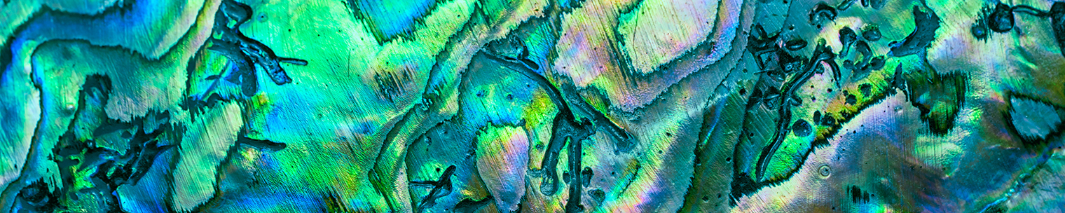 Green Paua Shell