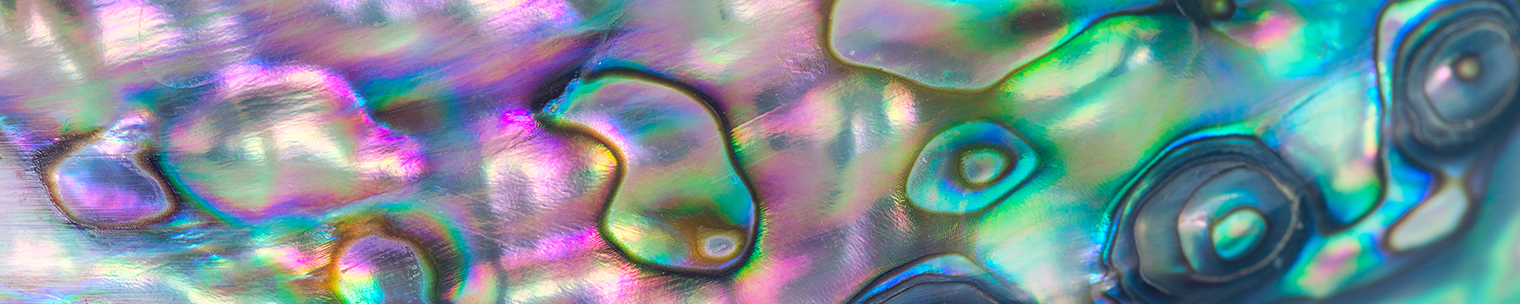 Pink Paua Shell