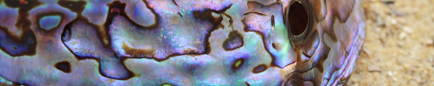 Purple Paua Shell