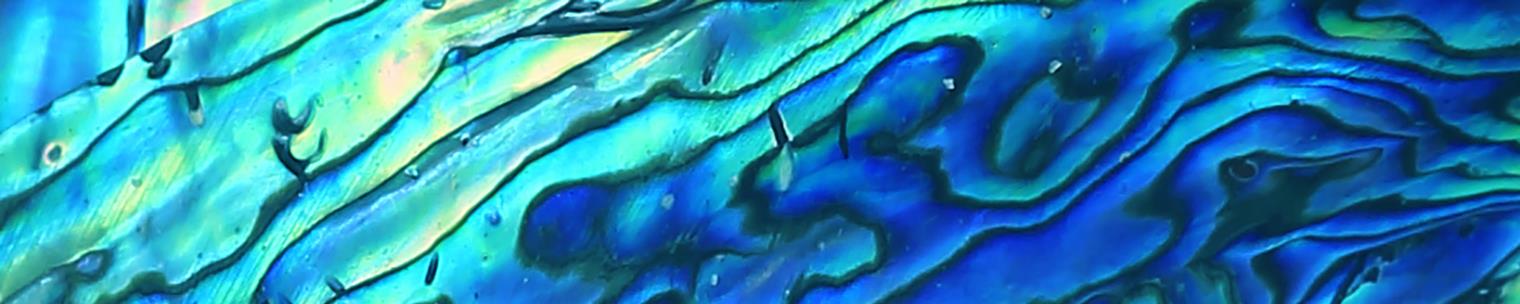 Blue Paua Shell